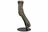 Fossil Hadrosaur (Maiasaura) Left Humerus Bone - Montana #214275-2